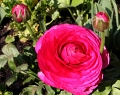 Linz (Bot. Garten)_9631